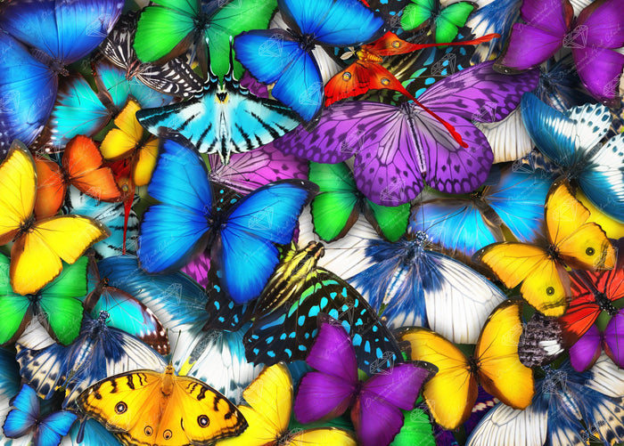 Butterflies - Diamond Art Club DIY Kit