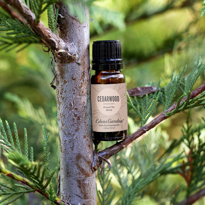 Lifestyle image of Cedarwood Around The World Essential Oil