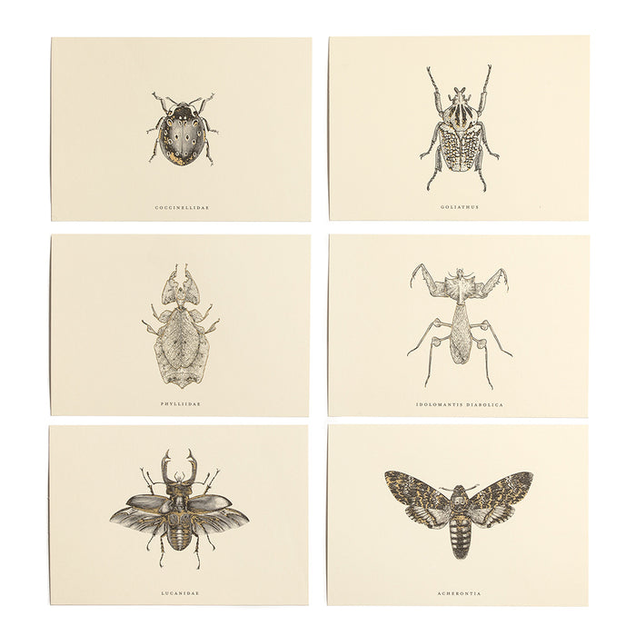Stationary Cards with insects and gold foil