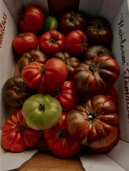 Flamingo Estate | Roma Heirloom Tomato | Fragrance Oil