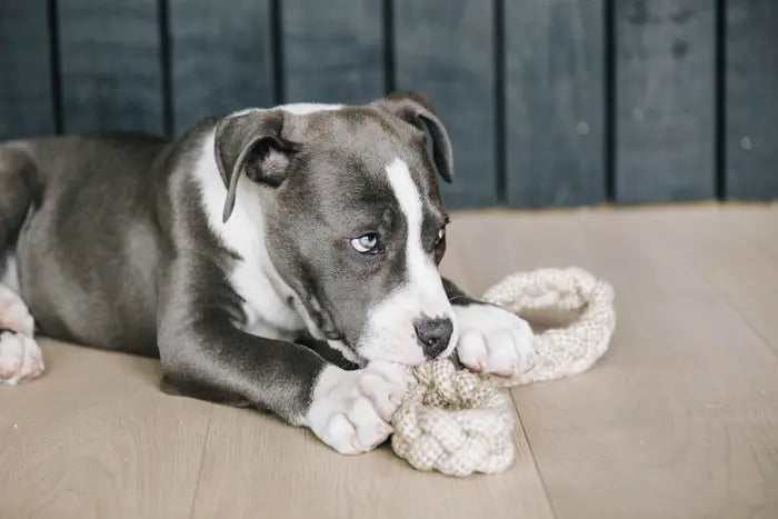 Kentucky Cotton Rope Dog Toy