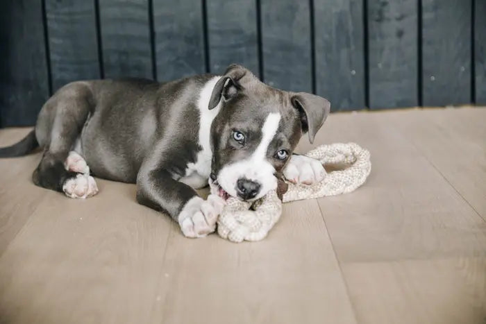 Kentucky Cotton Rope Dog Toy