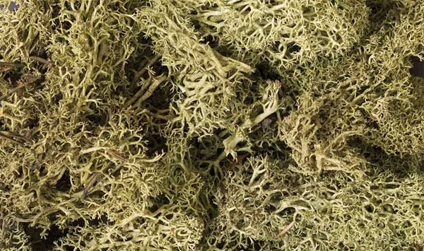 L161 Lichen Spring Green 1.5 Quarts