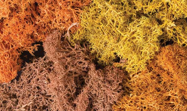 L165 Lichen Autumn Mix 1.5 Quarts