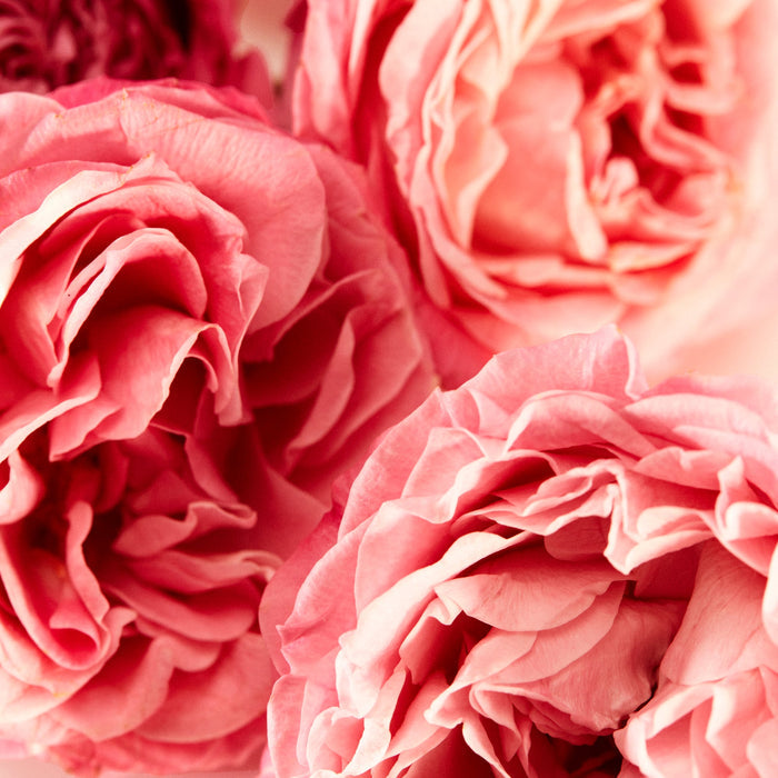 Close-up of pink roses with a soft focus effect